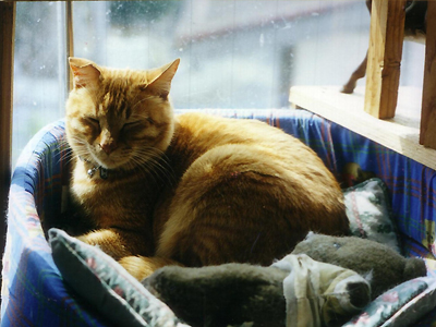 https://www.herz-bag.live/blog/oldblog/pictures/gottsu_cat.jpg