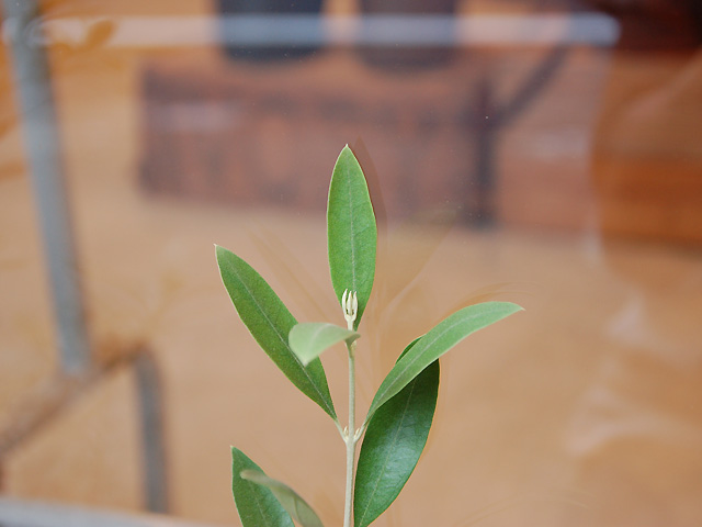 オリーブでしょう