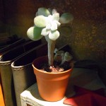 出張中の田中の多肉