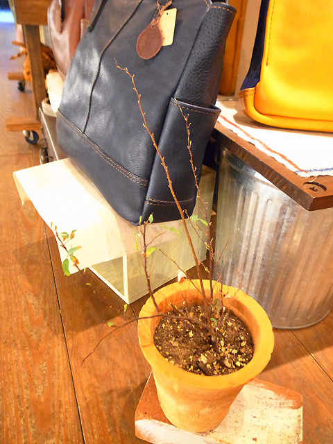 TDHのコデマリさん