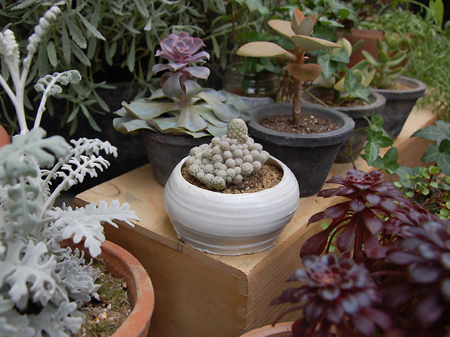 in桃井さんの器