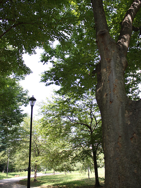 癒しのグリーン