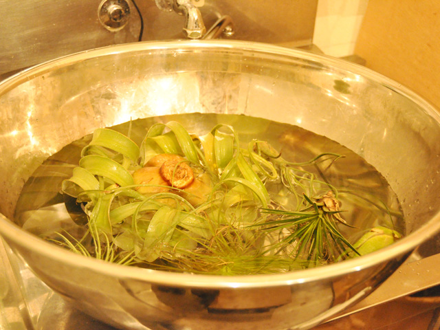 エアープラント