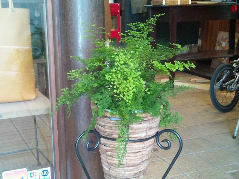 玄関のグリーン