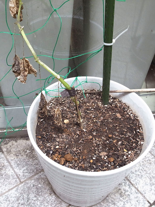 きゅうり 大平自由研究