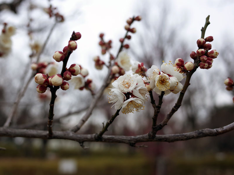 梅の蕾と花
