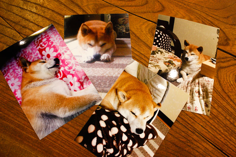 柴犬のりゅうくん