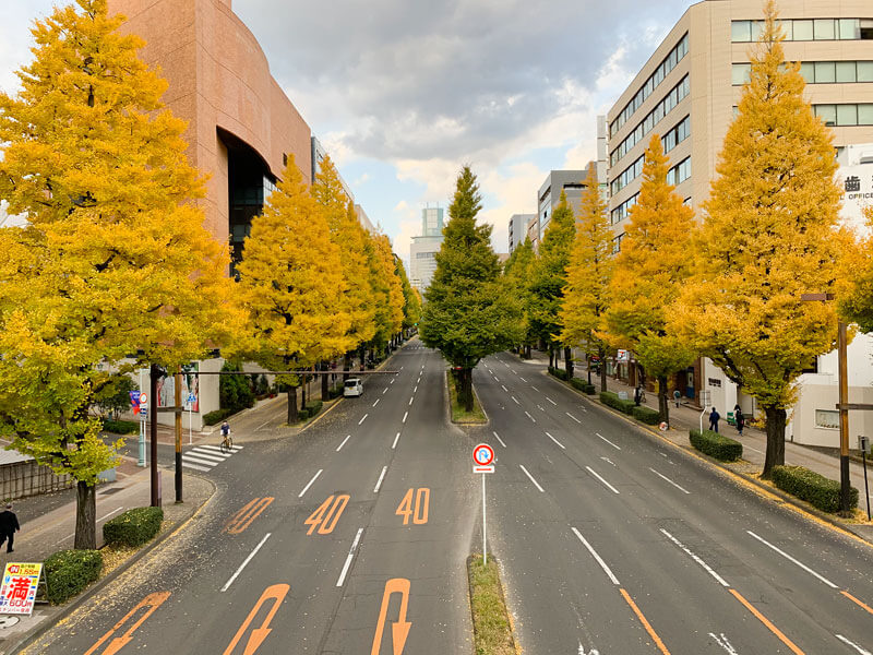 仙台店通りのイチョウ並木