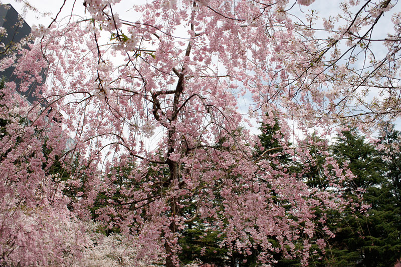 錦町公園の桜1
