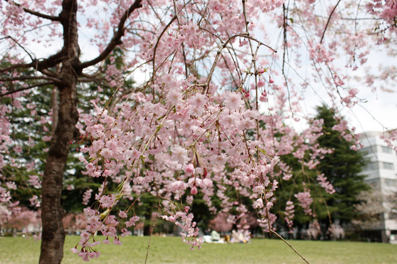 錦町公園の桜2