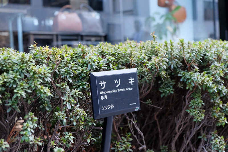 サツキツツジ