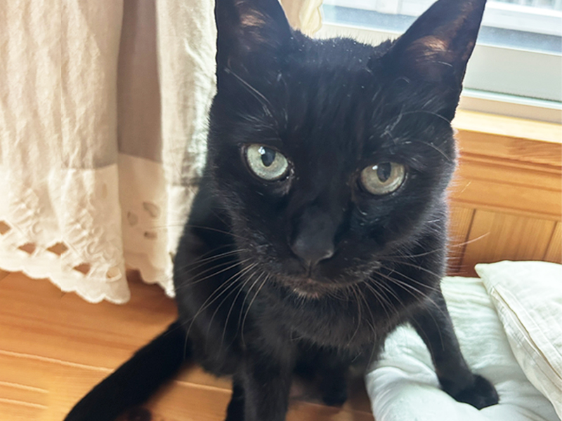 黒猫：「キリ」