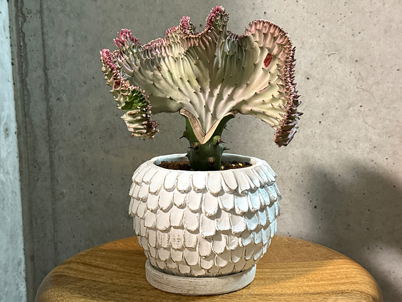 博多店小崎のユーフォルビア・マハラジャ