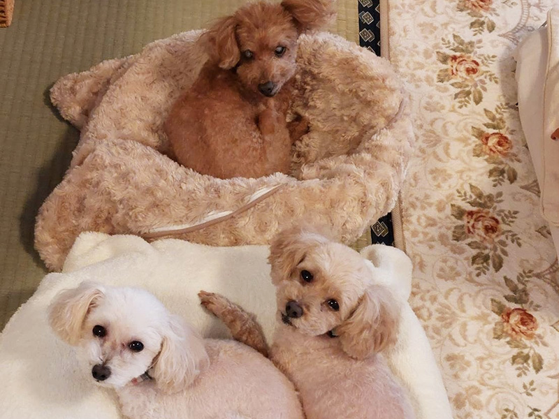 博多店山村の愛犬たち